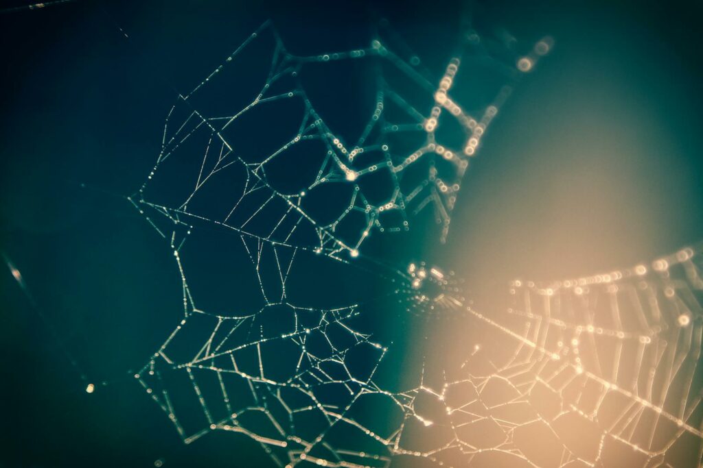 Ethereal spider web in soft light showcasing the intricacy of its design.